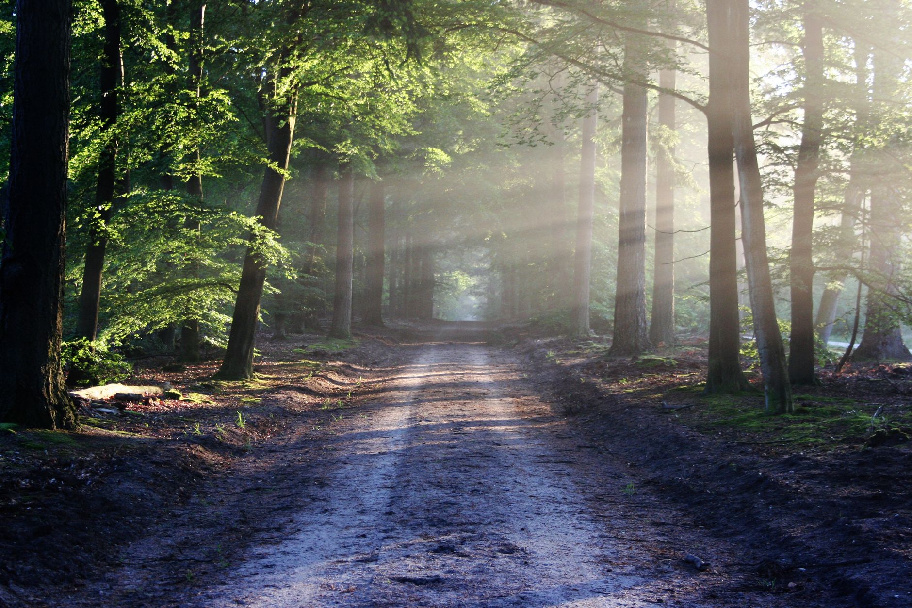 sunlight through trees beside pathway